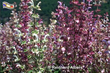 Blhendes Salbeifeld - Nahaufnahme, Frankreich, France, Provence, Salbei, Kruter, foreal, Albers