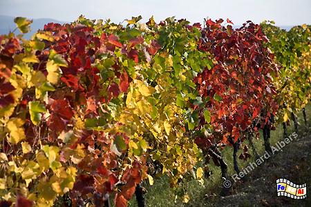 Herbst in der Provence, Frankreich, France, Provence, Herbst, Weinstcke, Weinreben, foreal, Albers,