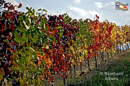 Herbst in der Provence, Frankreich, France, Provence, Herbst, Weinstcke, Weinreben, foreal, Albers,