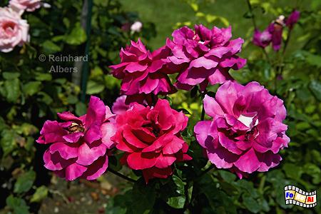Im Garten des Rodin Museums, Frankreich, France, Paris, Palais Prayal, Park, Garten, foreal, Albers