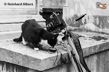 Auf dem Friedhof Montmartre interessiert sich eine Katze fr den Apparat des Fotografen., Paris, Cimtire, Friedhof, Montmartre, Albers, Foto, foreal,