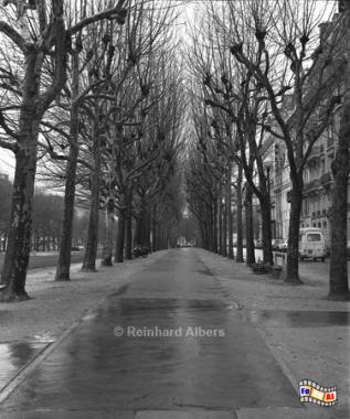Allee in der Avenue de Breteuil, Paris, Allee, Breteuil, Albers, Foto, foreal,