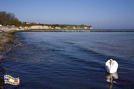 Steilkste Kltzhved bei Boltenhagen in Mecklenburg-Vorpommern., Ostseekste, Ostsee, Boltenhagen, Kltzhved, Mecklenburg, Albers, Foto, foreal,