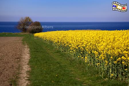 Ostseekste bei Sehlendorf in Ostholstein, Ostseekste, Ostsee, Rapsblte Sehlendorf, Ostholstein, Albers, Foto, foreal,