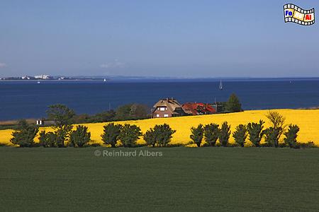 Insel Fehmarn - Rapsblte, Ostseekste, Fehmarn, Rapsblte, Ostsee, Albers, Foto, foreal,