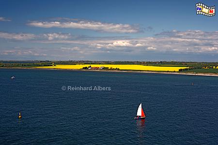 Fehmarnsund - Rapsblte, Ostseekste, Fehmarnsund, Raps, foreal, Albers
