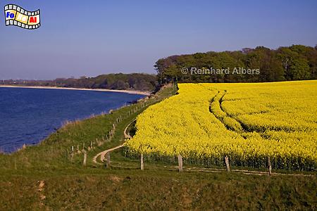 Ostseeküste beim Sehlendorfer Strand, Ostseeküste, Ostsee, Rapsblüte Sehlendorf, Ostholstein, Albers, Foto, foreal,