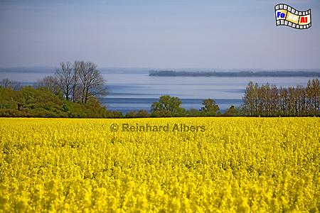 Ostseek�ste mit Rapsbl�te bei Tarnewitz s�d�stlich von Boltenhagen., Mecklenburg, Ostsee, Boltenhagen, Tarnewitz, Rapsbl�te, Albers, Foto, foreal,