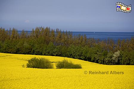 Ostseekste mit Rapsblte bei Tarnewitz sdstlich von Boltenhagen., Mecklenburg, Ostsee, Boltenhagen, Tarnewitz, Rapsblte, Albers, Foto, foreal,