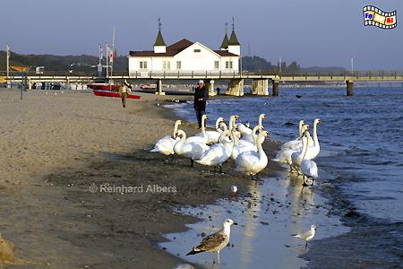 Insel Usedom - Strand und Seebrcke in Ahlbeck., Mecklenburg, Vorpommern, Ahlbeck, Usedom, Seebrcke, Albers, Foto, foreal,