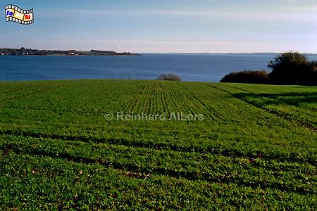 Ostseekste bei Holnis in der Flensburger Frde., Ostsee, Holnis, Frde, Albers, Foto, foreal, Angeln,