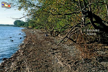 Ostseekste bei Holnis in der Flensburger Frde., Ostsee, Holnis, Frde, Albers, Foto, foreal, Angeln,