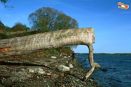 Ostseekste bei Holnis in der Flensburger Frde., Ostsee, Holnis, Frde, Albers, Foto, foreal, Angeln,