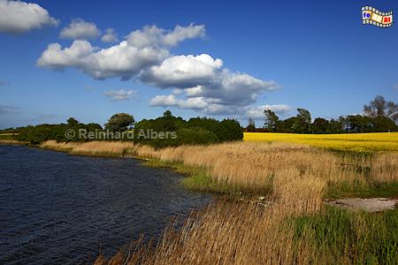 An der Schlei bei Winnemark., Schleswig-Holstein, Schlei, Winnemark, Schwansen, Albers, Foto, foreal,