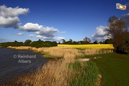 An der Schlei bei Winnemark (Halbinsel Schwansen)., Schleswig-Holstein, Schlei, Winnemark, Schwansen, Albers, Foto, foreal,