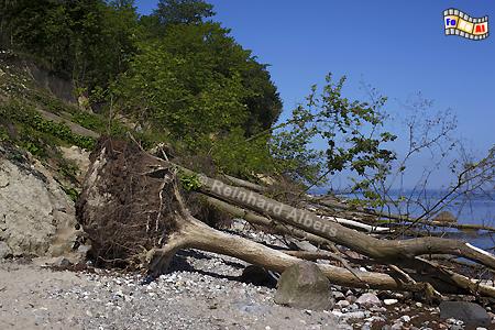 Umgest�rzte/abgerutschte B�ume an der Steilk�ste bei Brodten., Ostseek�ste, Ostsee, Brodten, Steilufer, Strand, Albers, Foto, foreal,