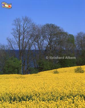 Rapsblte an der Flensburger Frde., Schleswig-Holstein, Ostsee, Frde, Flensburg, Raps, Albers, Foto, foreal,