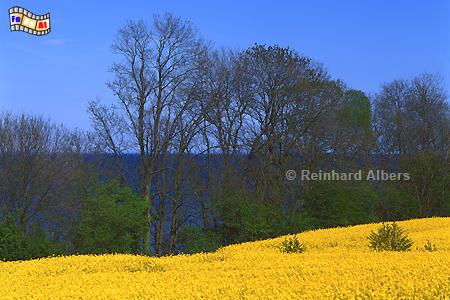 Rapsblte an der Flensburger Frde., Schleswig-Holstein, Ostsee, Frde, Flensburg, Raps, Albers, Foto, foreal,