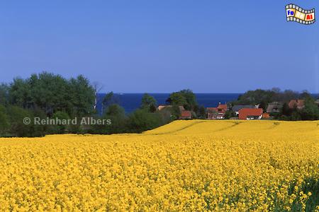 Rapsblte an der Flensburger Frde., Schleswig-Holstein, Ostsee, Frde, Flensburg, Raps, Albers, Foto, foreal,