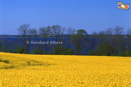 Rapsblte an der Flensburger Frde., Schleswig-Holstein, Ostsee, Frde, Flensburg, Raps, Albers, Foto, foreal,
