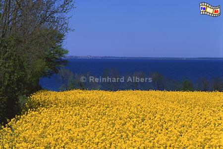 Rapsbl�te an der Flensburger F�rde., Schleswig-Holstein, Ostsee, F�rde, Flensburg, Raps, Albers, Foto, foreal,