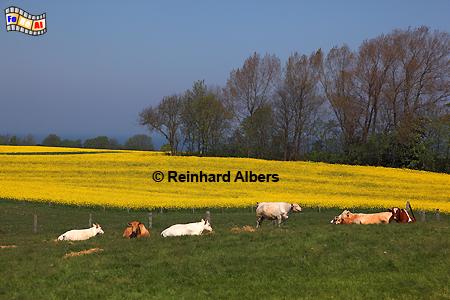 Rapsblte an Ostseekste bei Stohl., Schleswig-Holstein, Stohl, Schwedeneck, Steilkste, Eckernfrder Bucht, Albers, Foto, foreal,