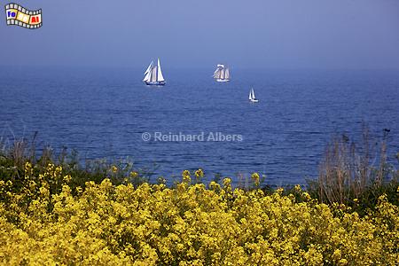Rapsblte an Ostseekste bei Stohl., Schleswig-Holstein, Stohl, Schwedeneck, Steilkste, Eckernfrder Bucht, Albers, Foto, foreal,