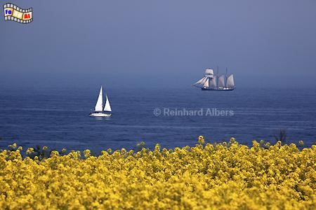 Rapsbl�te an Ostseek�ste bei Stohl., Schleswig-Holstein, Stohl, Schwedeneck, Steilk�ste, Eckernf�rder Bucht, Albers, Foto, foreal,