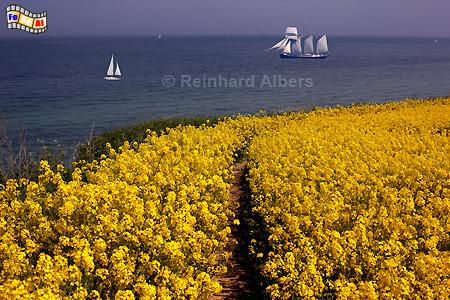 Rapsblte an Ostseekste bei Stohl., Schleswig-Holstein, Stohl, Schwedeneck, Steilkste, Eckernfrder Bucht, Albers, Foto, foreal,
