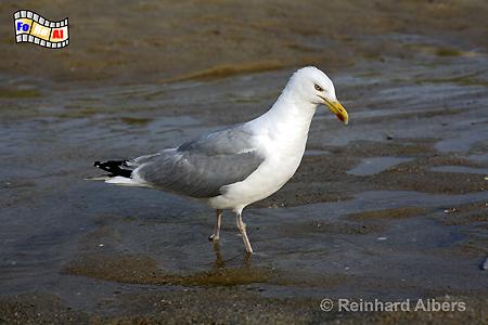 Sylt Silberm�we, Sylt, Strand, M�w, Silberm�we, foreal, Albers,