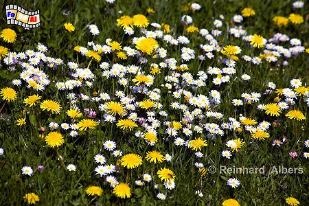 Sylt - L�wenzahnwiese mit G�nsebl�mchen, Sylt, L�wenzahn, G�nsebl�mchen, foreal, Albers,
