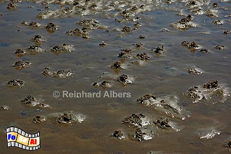 Wattw�rmer in der Blidselbucht, Sylt, Watt, Sandw�rmer, Blidselbucht, foreal, Albers,