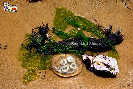 Am Strand bei Ebbe., Sylt, Austern, Strand, foreal, Albers