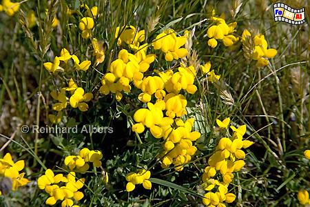 Bodenginster, Sylt, D�nen, Ginster, Vegetation, foreal, Albers,
