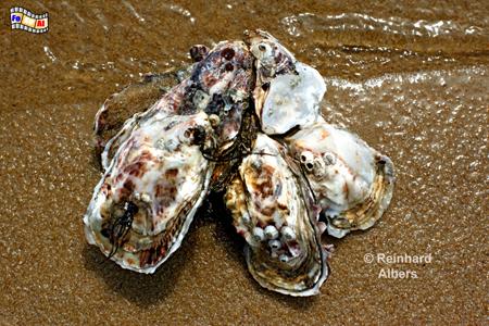 Sylt Austern am Strand, Sylt, Austern, Strand, foreal, Albers
