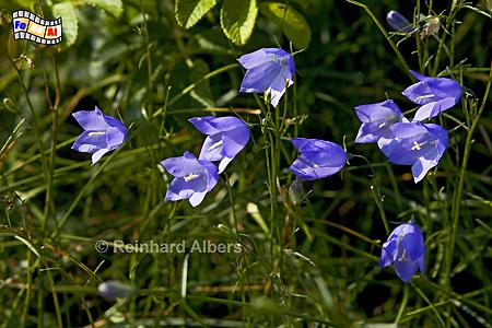 Blumen, 