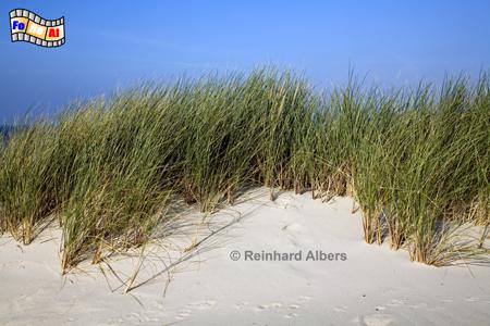 Dnen mit Strandhafer, Sylt, Dnen, Strandhafer, foreal, Albers,