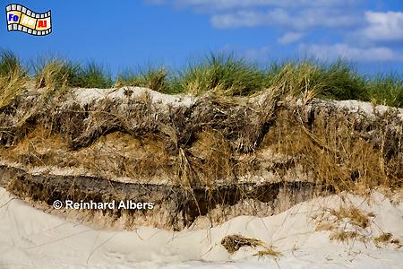 Dünen Abbruchkante an der Westküste südwestlich von Hörnum., Sylt, Dünen, Hörnum, Kueste, foreal, Albers