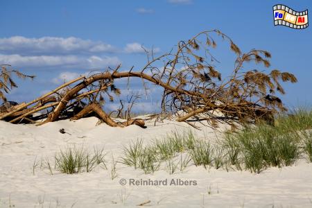 In den Dnen sdlich von Hrnum., Hrnum, Dnen, Steilkste, Sylt, foreal, Albers,