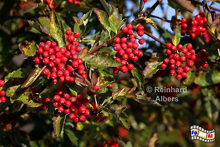 Sylt - Ebereschen im Herbst, Sylt, Vegetation, Ebereschen, Herbst, foreal, Albers,