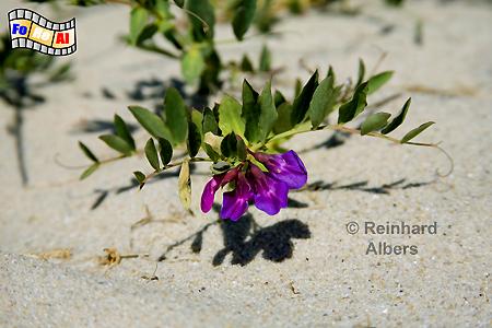 Dnenblume, 