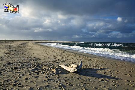 Strand am Ellenbogen, Sylt, Ellenbogen, Strand, Kueste, foreal, Albers