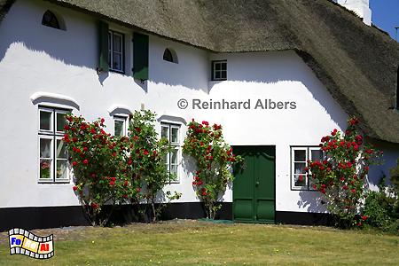 Keitum Friesenhaus, Sylt, Keitum, Friesenhaus, foreal, Albers,