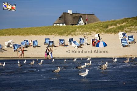 Sandvorsplung vor Kampen, Sylt, Kampen, Kliffende, Sandvorsplung, foreal, Albers,