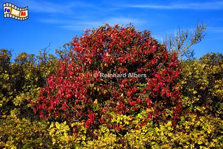 Herbst in der Braderuper Heide, Sylt, Vegetation, Herbst, Albers, Foto, foreal,