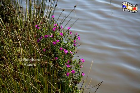 Katrevel - Blumen am Ufer, Sylt, Morsum, Katrevel, foreal, Albers,