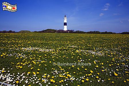Leuchtturm von Kampen mit Lwenzahnwiese., Sylt, Kampen, Leuchtturm, Christian, foreal, Albers,