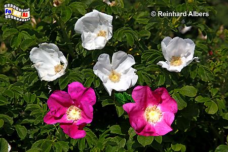 Blhende Syltrosen, Sylt, Rose, Hagebutte, Syltrose, foreal, Albers,