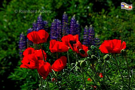 Mohn und Lupinen in einem Garten in Keitum, Sylt, Mohn, Lupinen, Keitum, foreal, Albers,