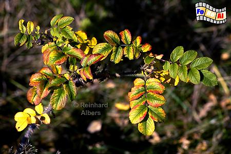 Blätter der Syltrose im Herbst, Sylt, Vegetation, Syltrose, Hagebutte, Albers, Foto, foreal